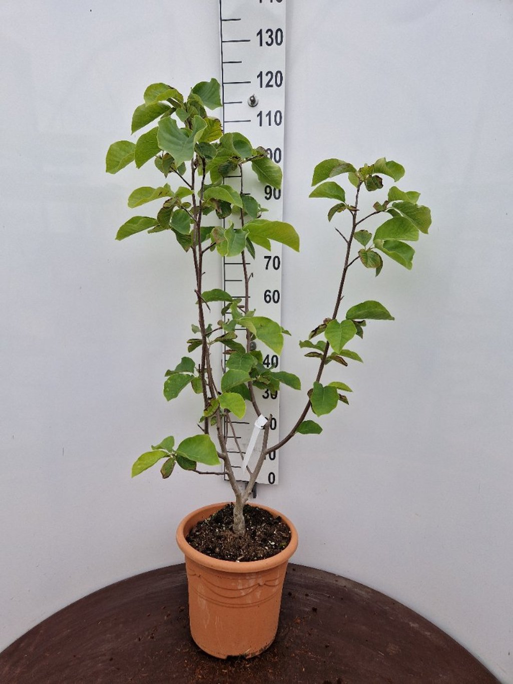 Magnolia 'Lois' - C15 80-100 CM